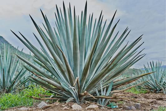 AGAVE FRESH